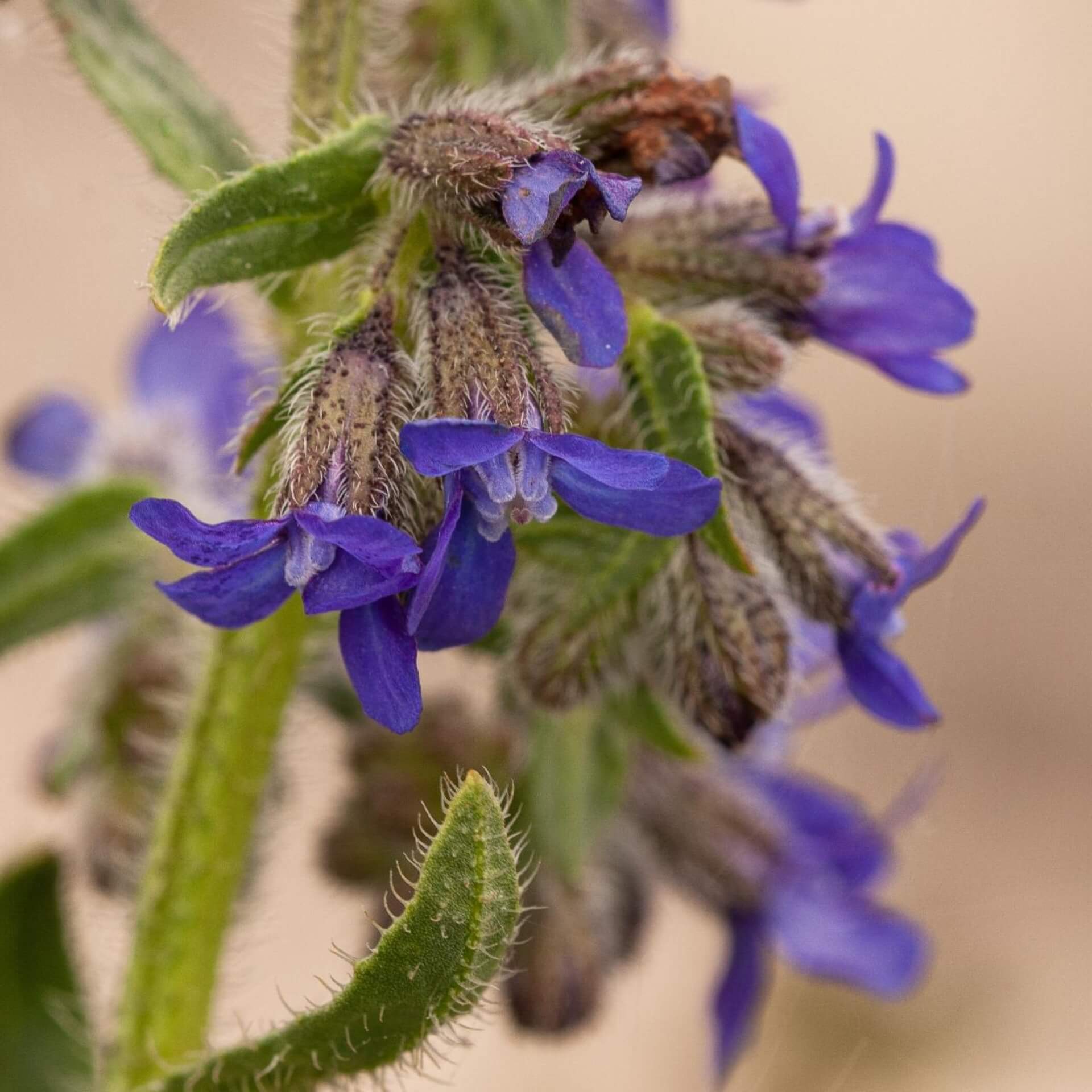 Gemeine Ochsenzunge (Anchusa officinalis)