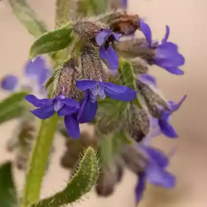 Foto von Gemeine Ochsenzunge (Anchusa officinalis)