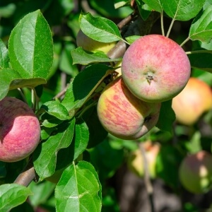 \'Alkmene\': Apfel pflegeleicht dein & Garten ökologisch