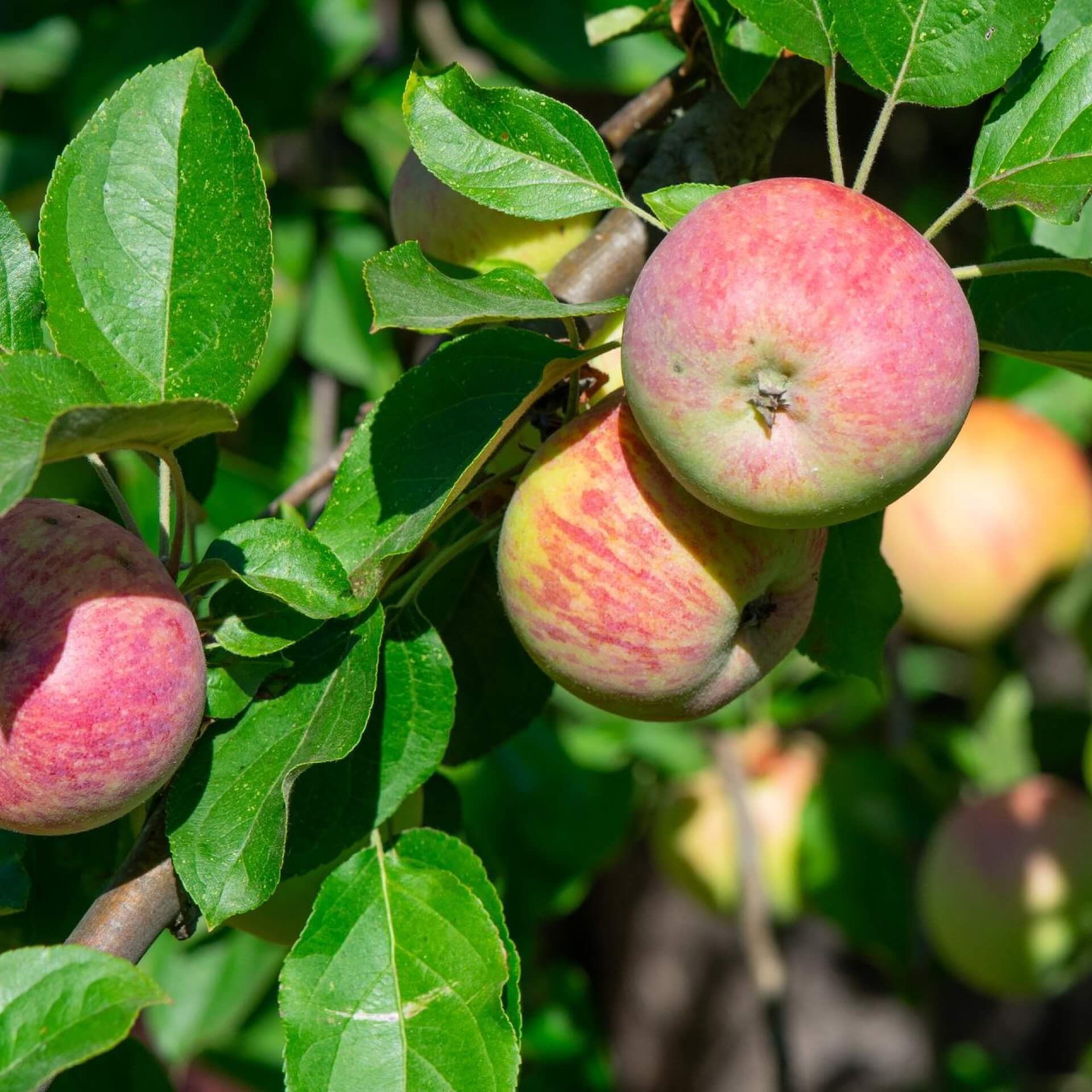 Herbstapfel 'Gravensteiner' (Malus 'Gravensteiner')