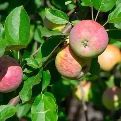 Foto von Herbstapfel 'Gravensteiner' (Malus 'Gravensteiner')