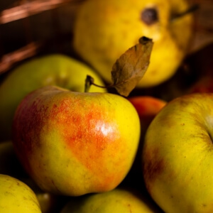 Malus 'Holsteiner Cox'