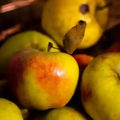 Foto von Herbstapfel 'Holsteiner Cox' (Malus 'Holsteiner Cox')