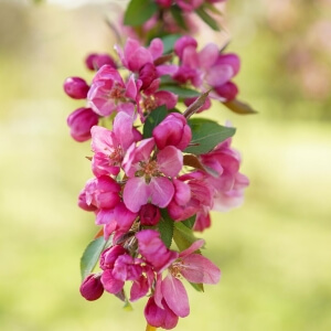 Malus 'Hopa'