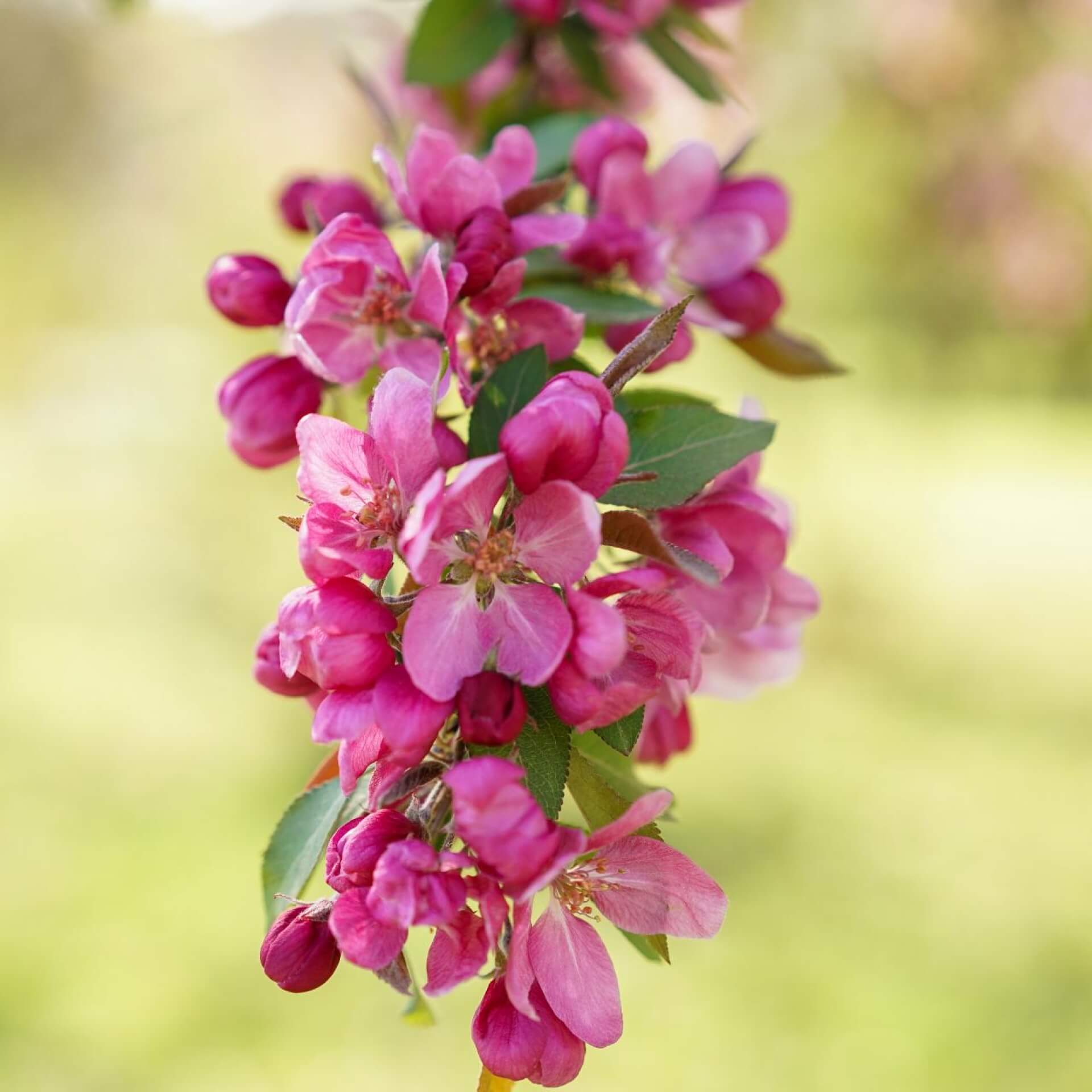 Zierapfel 'Hopa' (Malus 'Hopa')