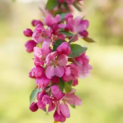 Foto von Zierapfel 'Hopa' (Malus 'Hopa')