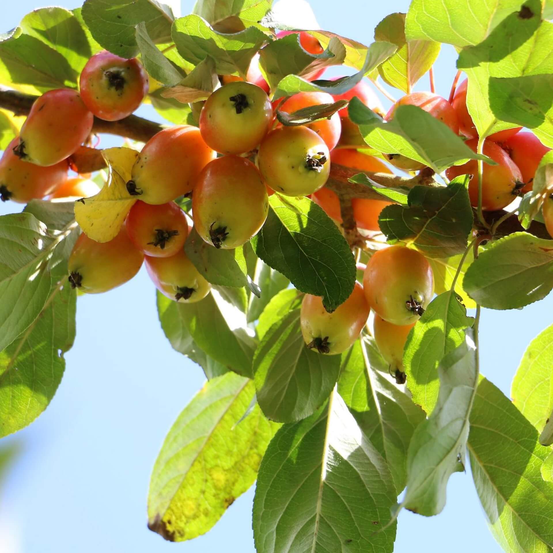 Zierapfel 'John Downie' (Malus 'John Downie')