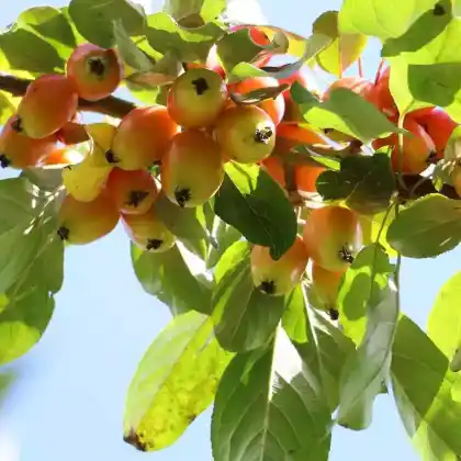 Foto von Zierapfel 'John Downie' (Malus 'John Downie')