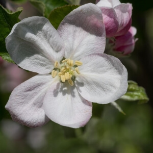 Malus 'Jonagold'
