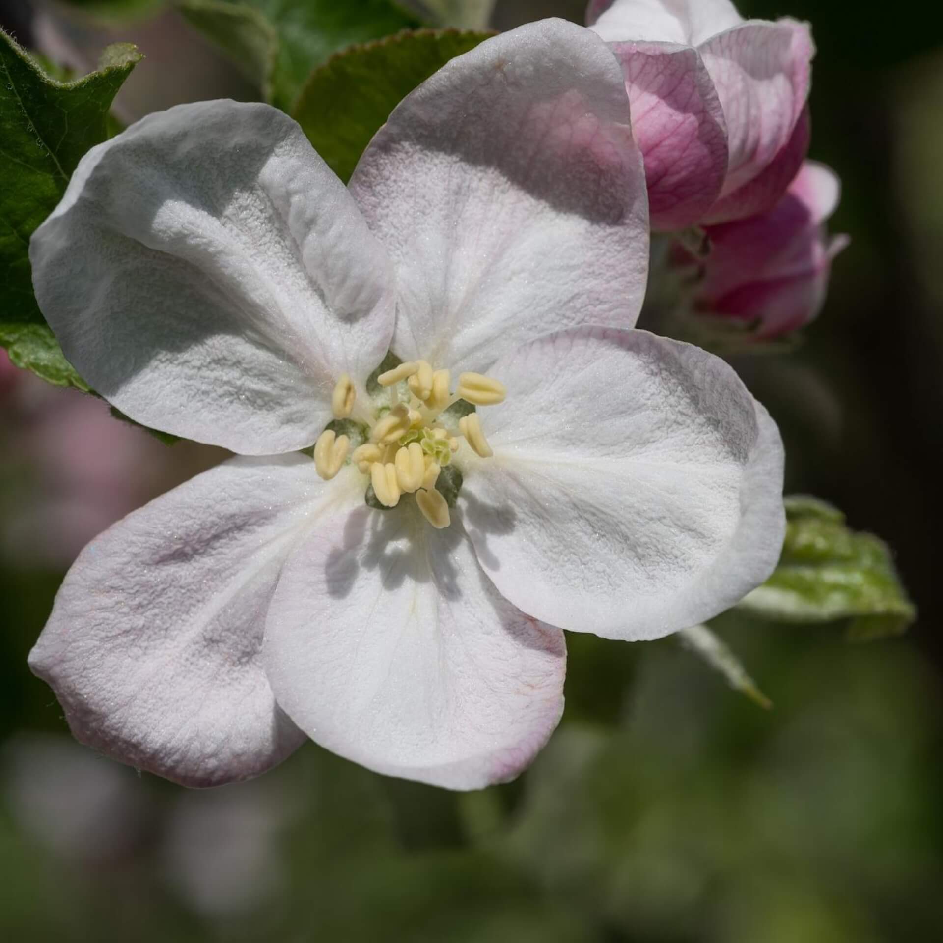 Winterapfel 'Jonagold' (Malus 'Jonagold')