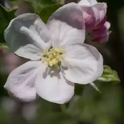 Foto von Winterapfel 'Jonagold' (Malus 'Jonagold')