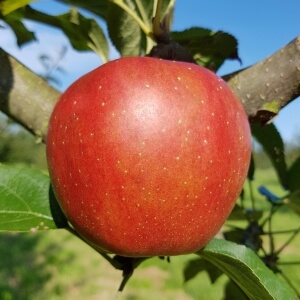 Sommerapfel \'Weißer Klarapfel\': dein ökologisch Garten pflegeleicht 