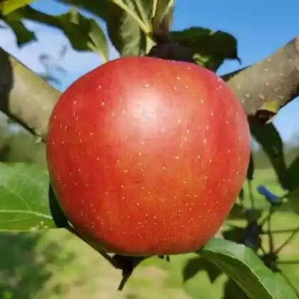 Foto von Winterapfel 'Kaiser Wilhelm' (Malus 'Kaiser Wilhelm')