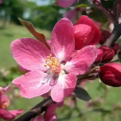 Foto von Zierapfel 'Liset' (Malus 'Liset')