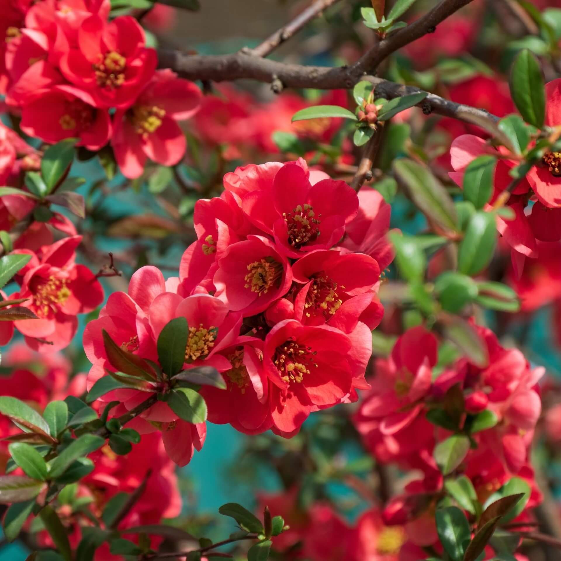 Zierapfel 'Makamik' (Malus 'Makamik')