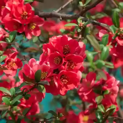 Foto von Zierapfel 'Makamik' (Malus 'Makamik')