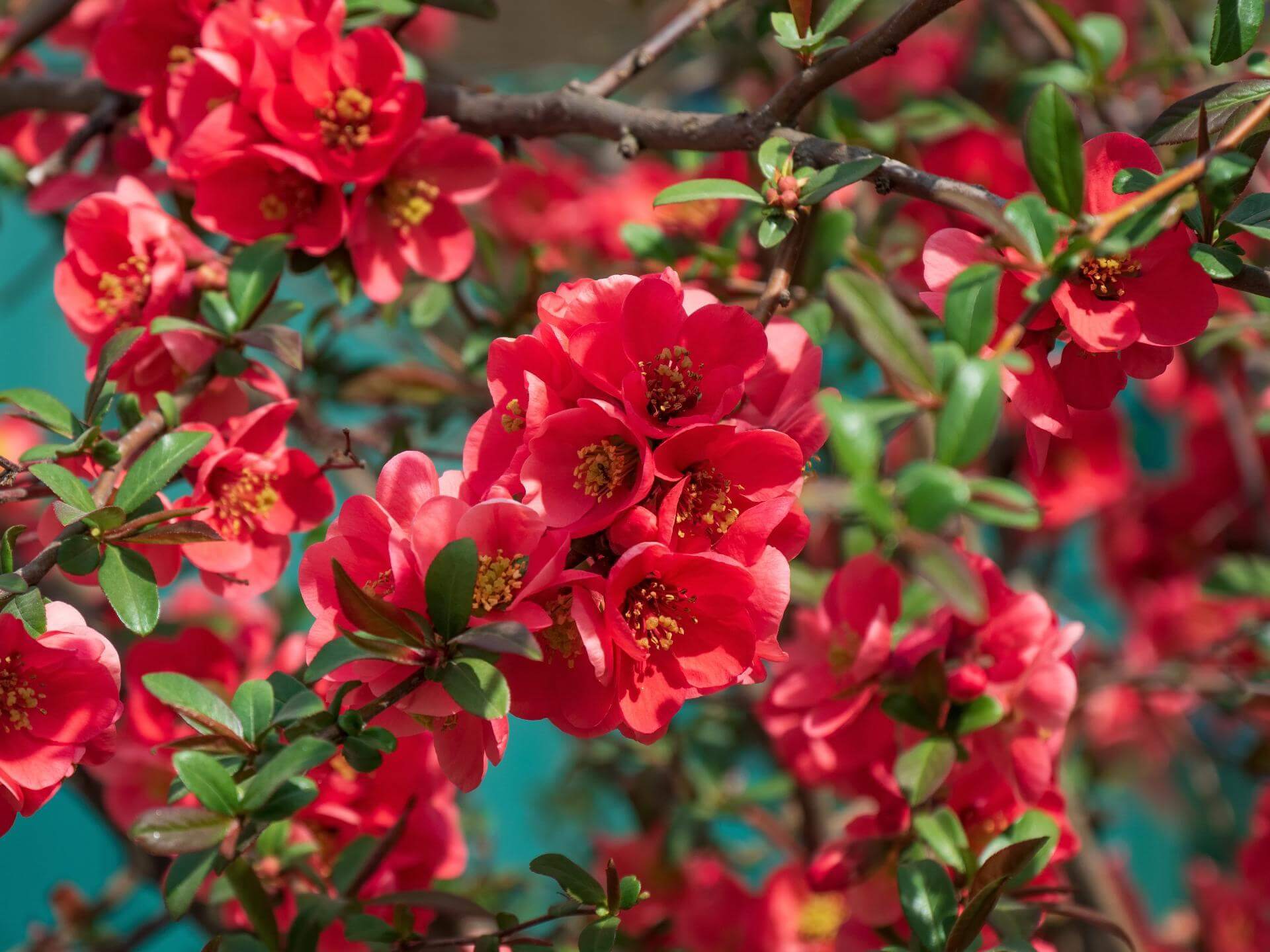 Zierapfel 'Makamik' / Malus 'Makamik'
