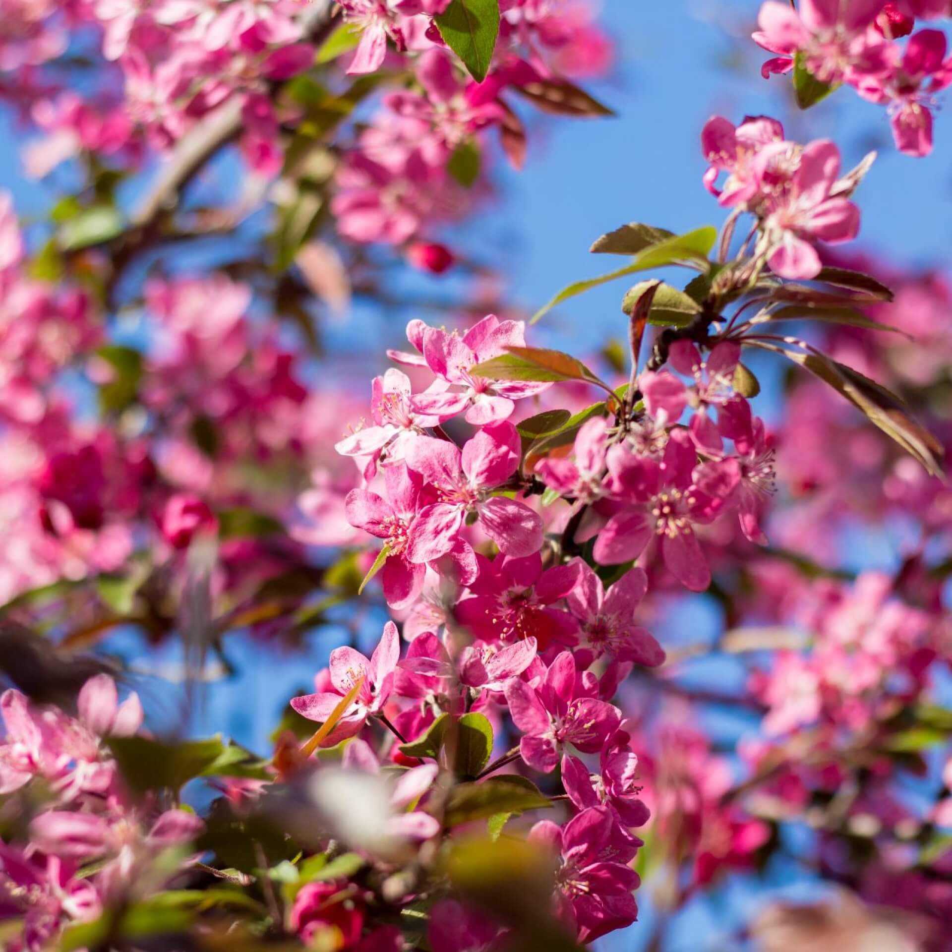 Zierapfel 'Mokum' (Malus 'Mokum')