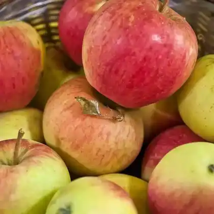 Foto von Winterapfel 'Pinova' (Malus 'Pinova')