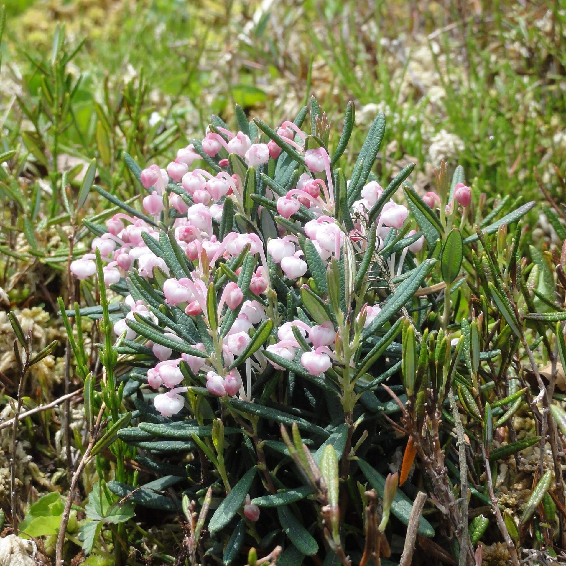 Polei-Gränke (Andromeda polifolia)