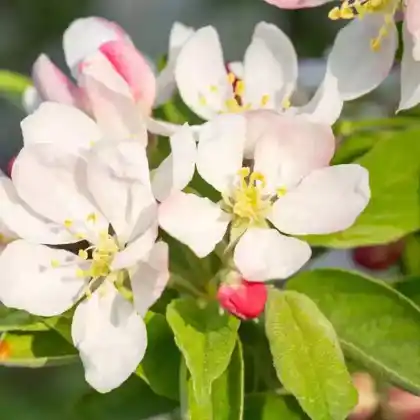 Foto von Zwerg-Zierapfel 'Pomzai' (Malus 'Pomzai')
