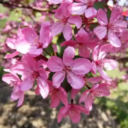 Foto von Zierapfel 'Prairie Fire' (Malus 'Prairie Fire')