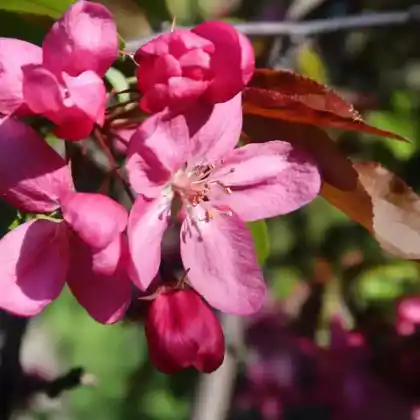 Foto von Zierapfel 'Profusion' (Malus 'Profusion')