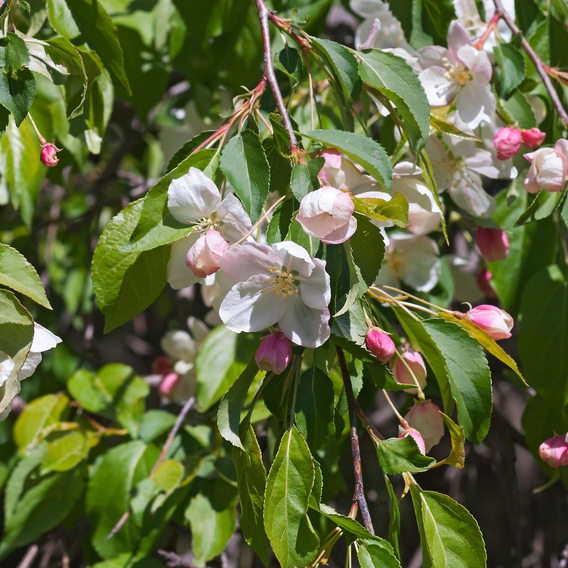 Zierapfel 'Red Jade' (Malus 'Red Jade')