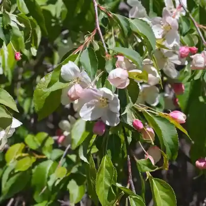 Foto von Zierapfel 'Red Jade' (Malus 'Red Jade')