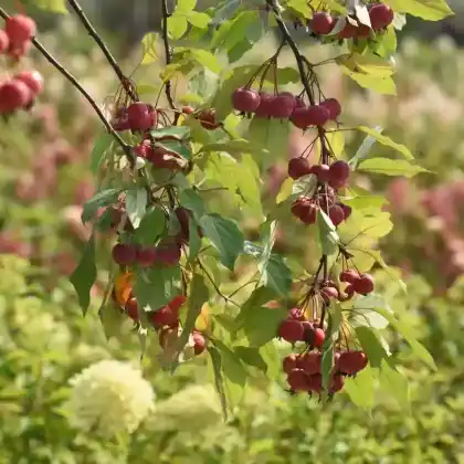 Foto von Zierapfel 'Red Obelisk' (Malus 'Red Obelisk')