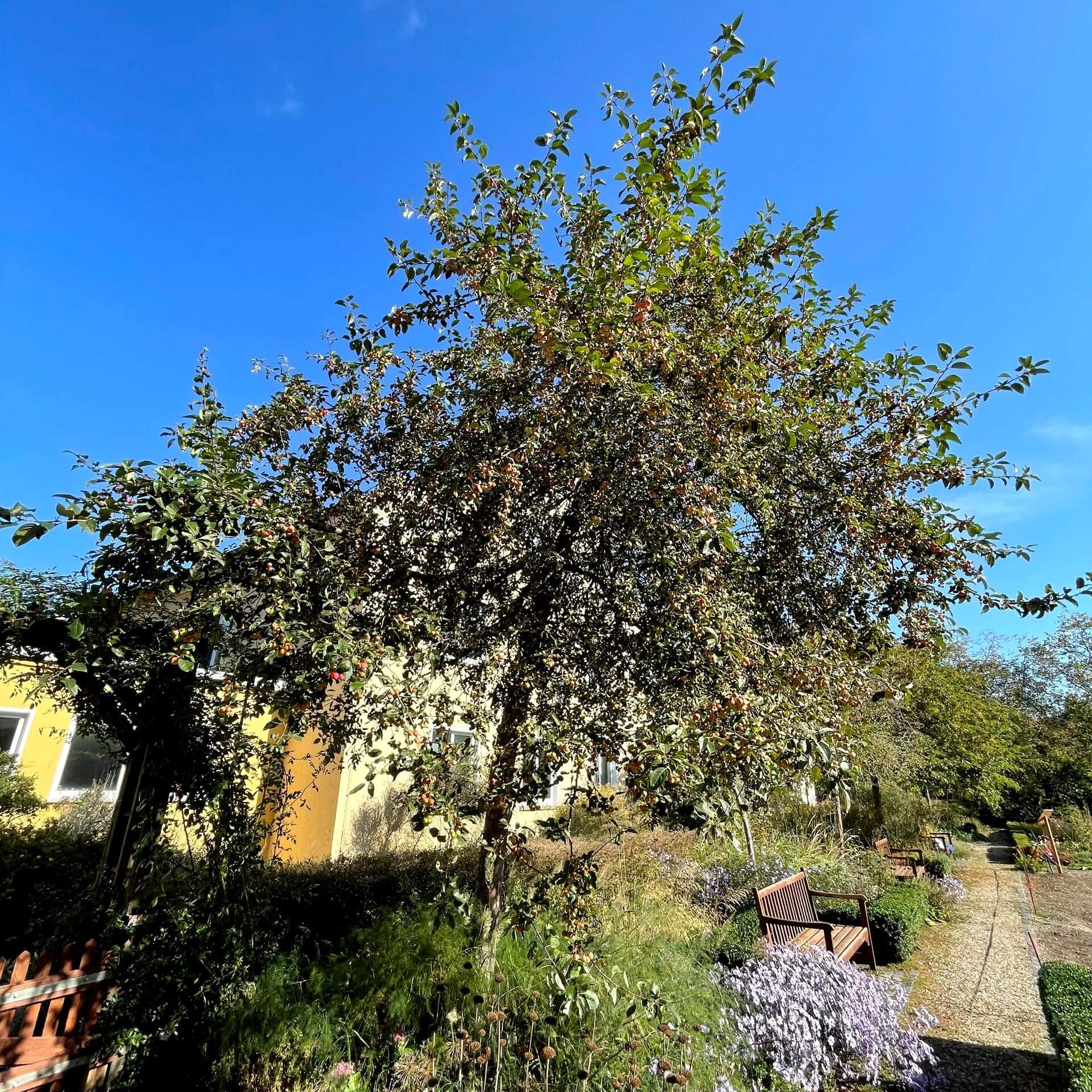 Zierapfel 'Red Expertenwissen für Garten & Balkon