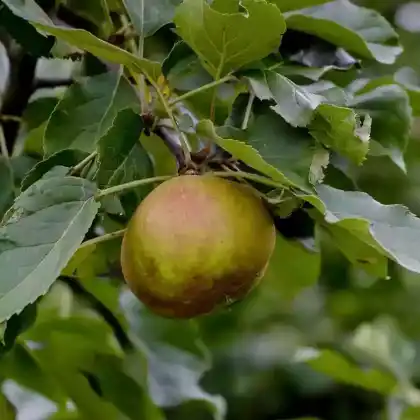 Foto von Winterapfel 'Roter Boskoop' (Malus 'Roter Boskoop')