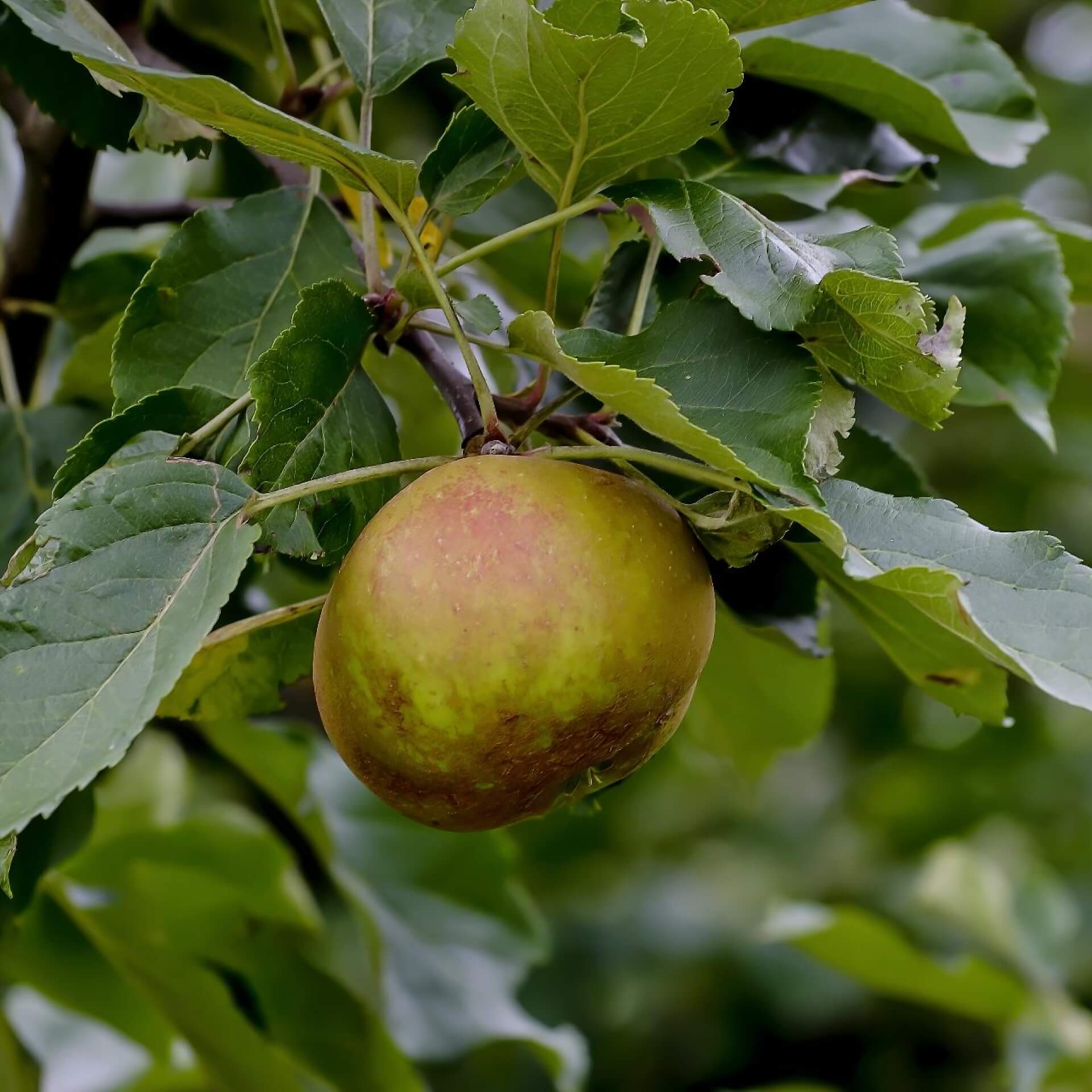 Winterapfel 'Roter Boskoop' Winterapfel 'Roter Boskoop'