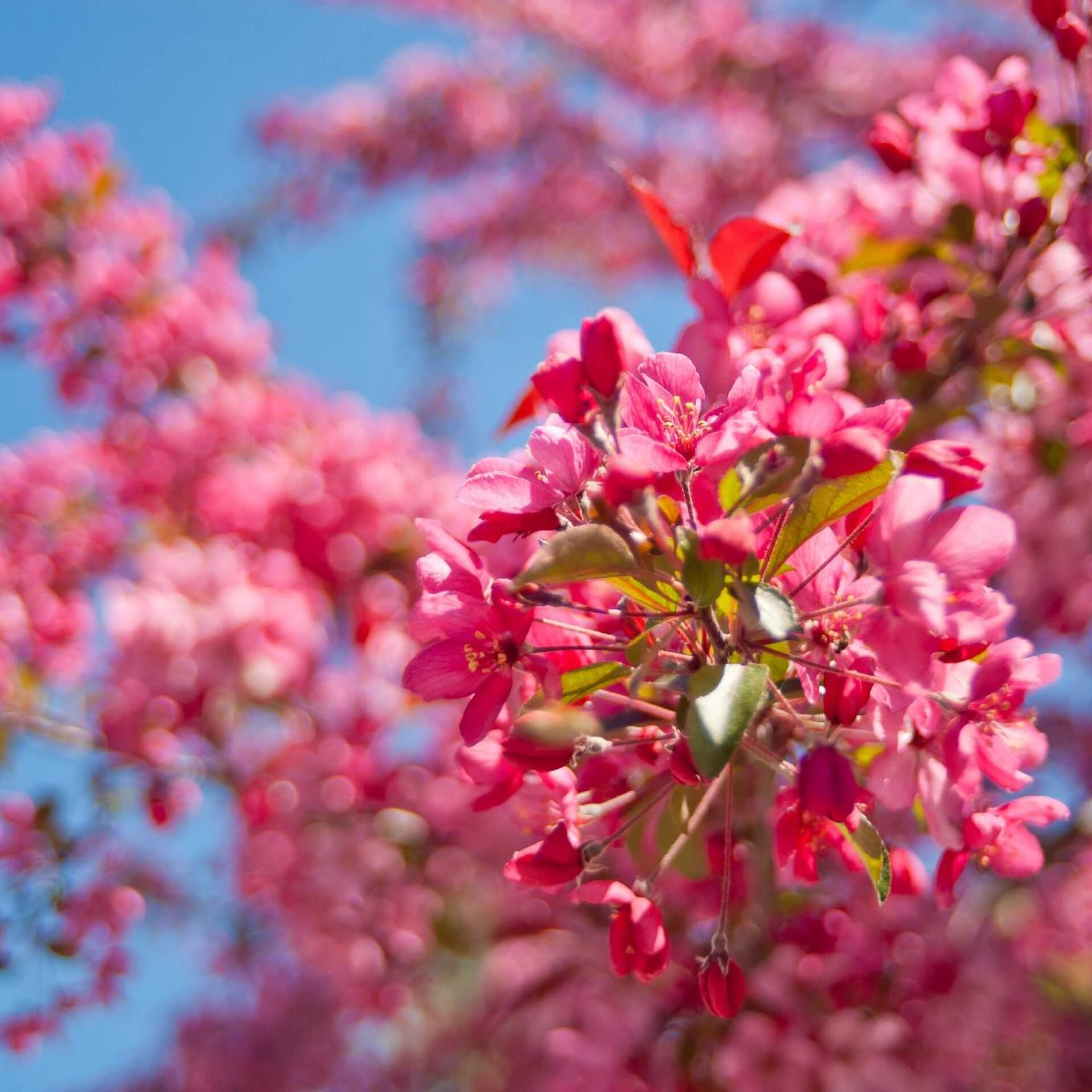 Zierapfel 'Royal Beauty' (Malus 'Royal Beauty')