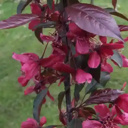 Foto von Zierapfel ‘Royalty’ (Malus 'Royalty')