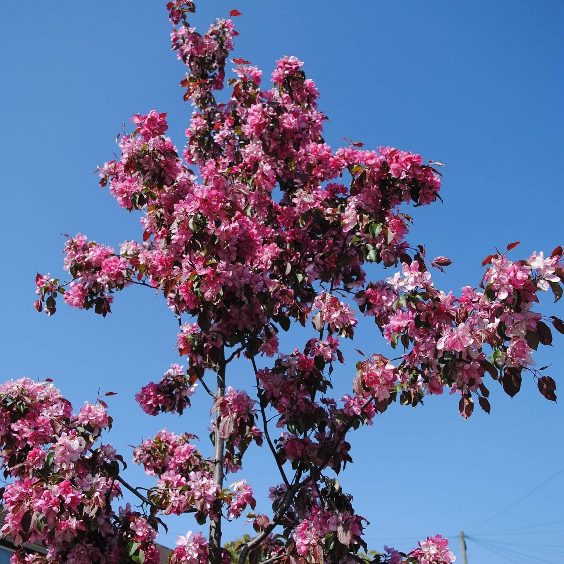 Zierapfel 'Rudolph' (Malus 'Rudolph')