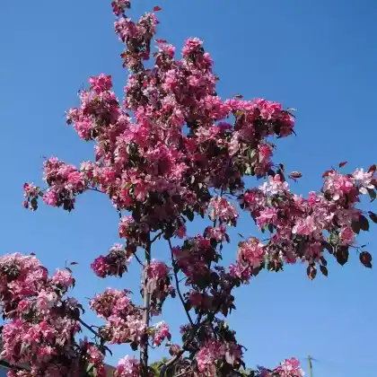 Foto von Zierapfel 'Rudolph' (Malus 'Rudolph')