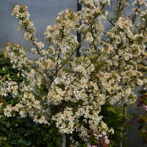 Malus 'Tina'