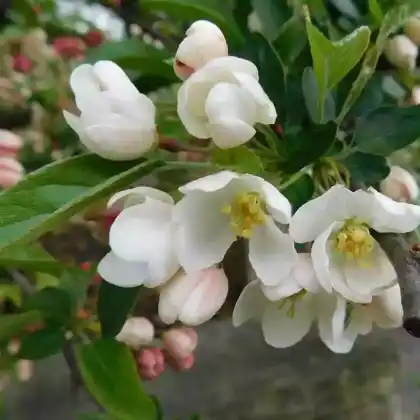 Foto von Zierapfel 'Tina' (Malus 'Tina')