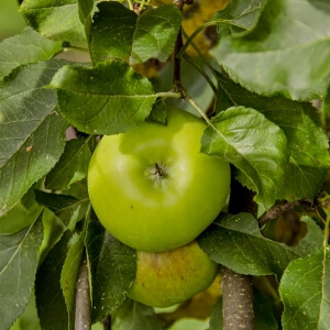 \'Weißer & ökologisch Klarapfel\': Sommerapfel dein pflegeleicht Garten