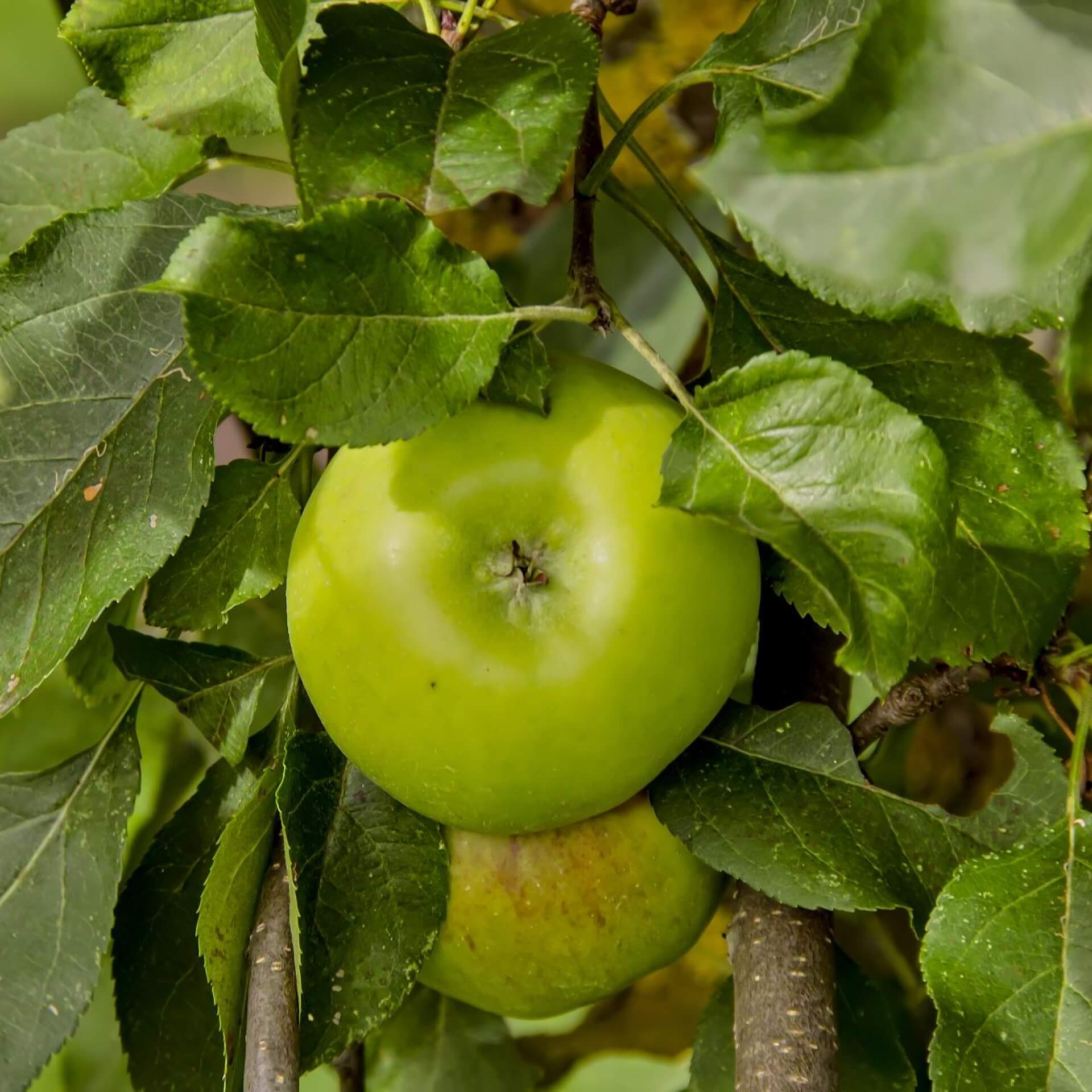 Winterapfel 'Topaz' (Malus 'Topaz')