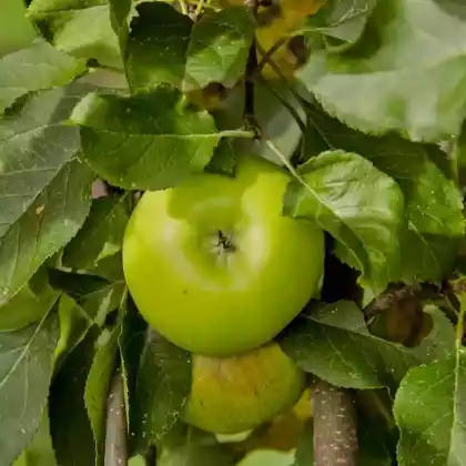 Foto von Winterapfel 'Topaz' (Malus 'Topaz')