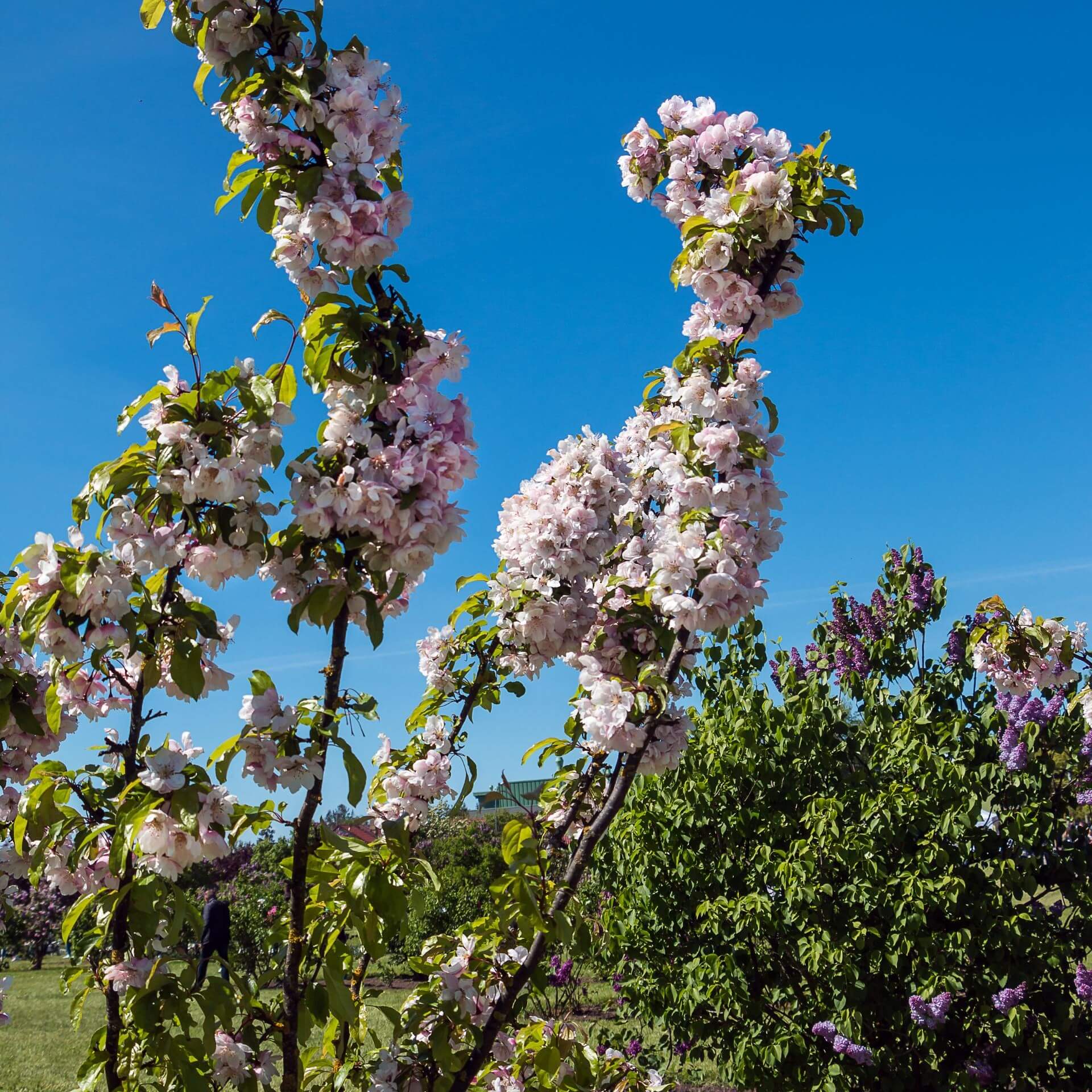 Zierapfel 'Van Eseltine' (Malus 'Van Eseltine')