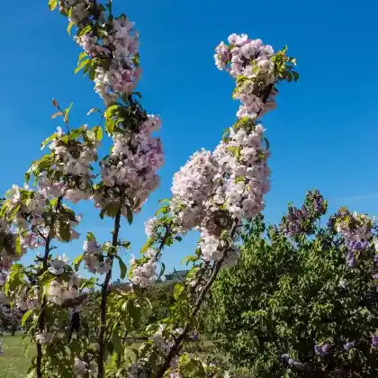 Foto von Zierapfel 'Van Eseltine' (Malus 'Van Eseltine')