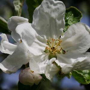 Malus 'Weißer Klarapfel'
