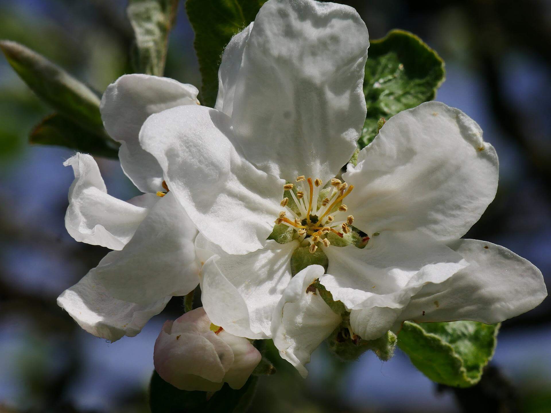 Sommerapfel \'Weißer Klarapfel\': dein Garten ökologisch & pflegeleicht