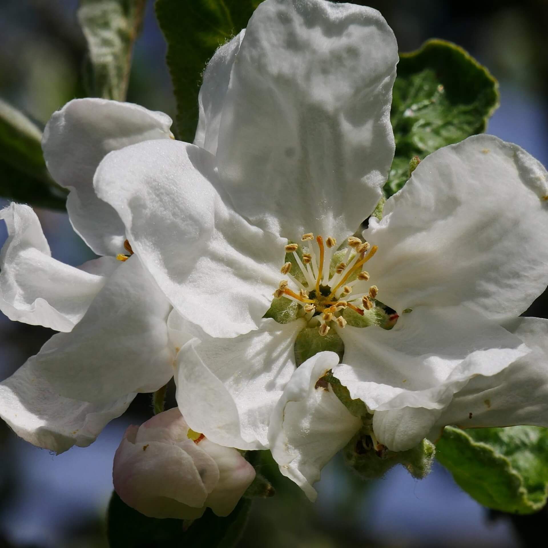 Sommerapfel 'Weißer Klarapfel' (Malus 'Weißer Klarapfel')