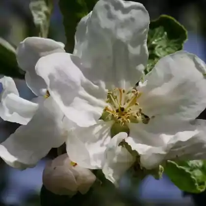 Foto von Sommerapfel 'Weißer Klarapfel' (Malus 'Weißer Klarapfel')