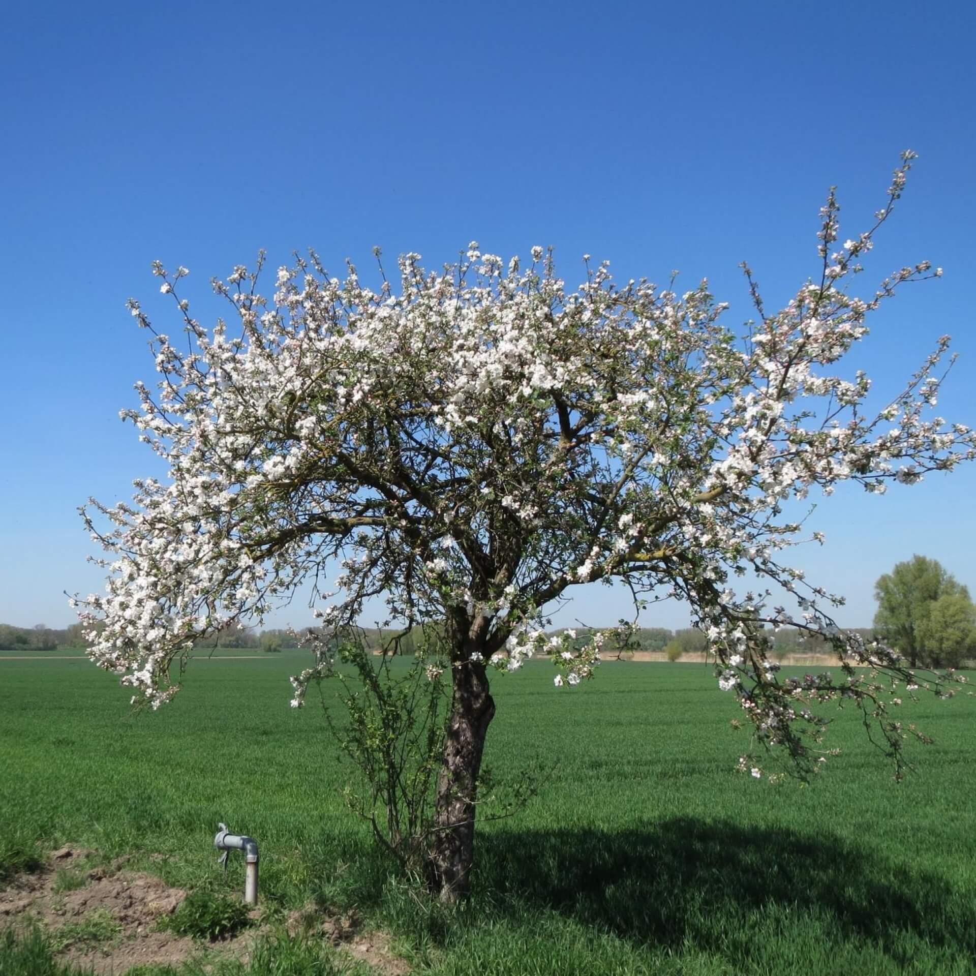 Kulturapfel (Malus domestica)