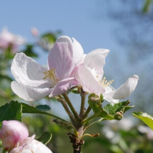 Malus domestica 'Elstar'